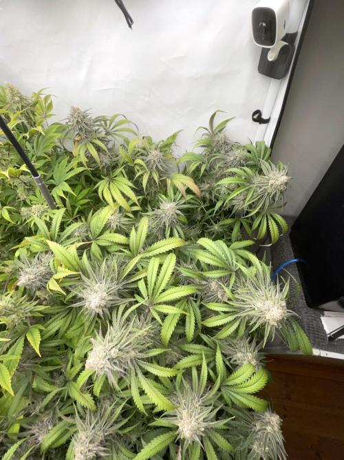Cap Junky. Week 16 - CJ #1