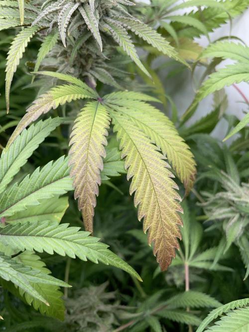 Cap Junky. Week 16 - The senescence is progressing, but slowly