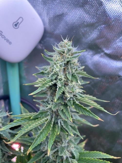 Sticky Broccoli. Week 13 - D42.