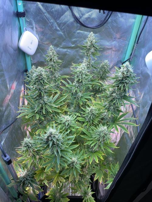 Sticky Broccoli. Week 14 - D49.