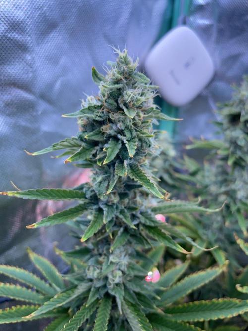 Sticky Broccoli. Week 14 - D49.