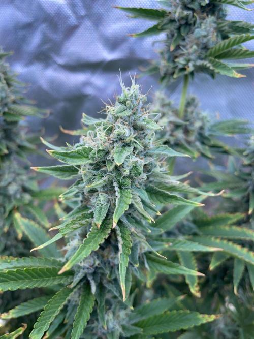Sticky Broccoli. Week 14 - D49.