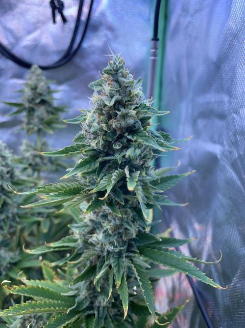 Sticky Broccoli. Week 14 - D49.