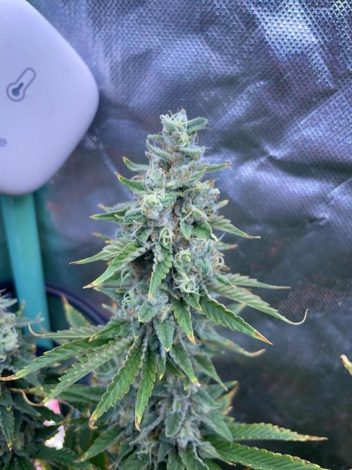 Sticky Broccoli. Week 14 - D49.