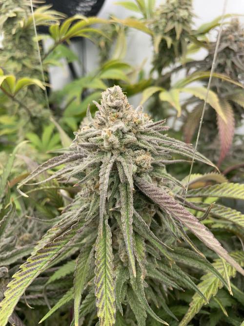 Cap Junky. Week 17 - CJ #1