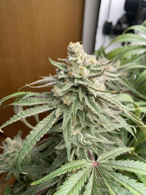 Cap Junky. Week 17 - CJ #2