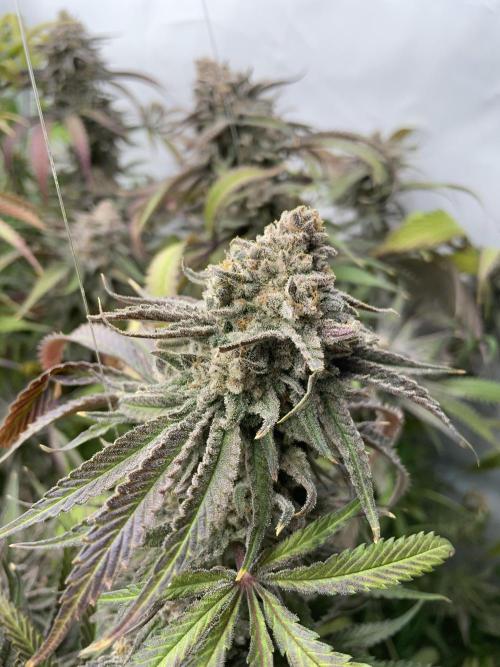 Cap Junky. Week 18 - CJ #1