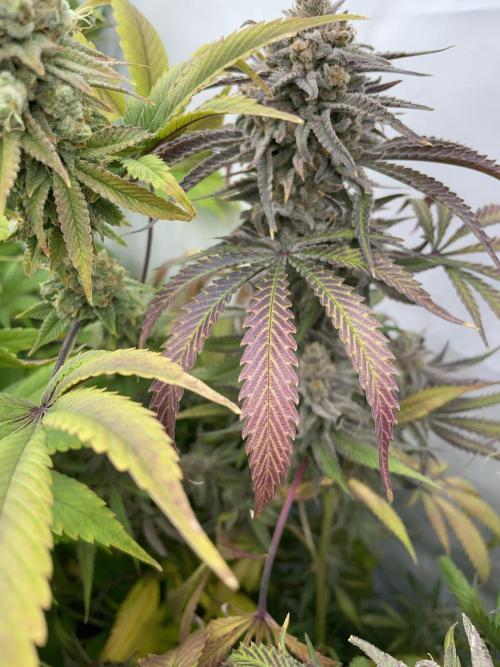 Cap Junky. Week 18 - Lovely senescence