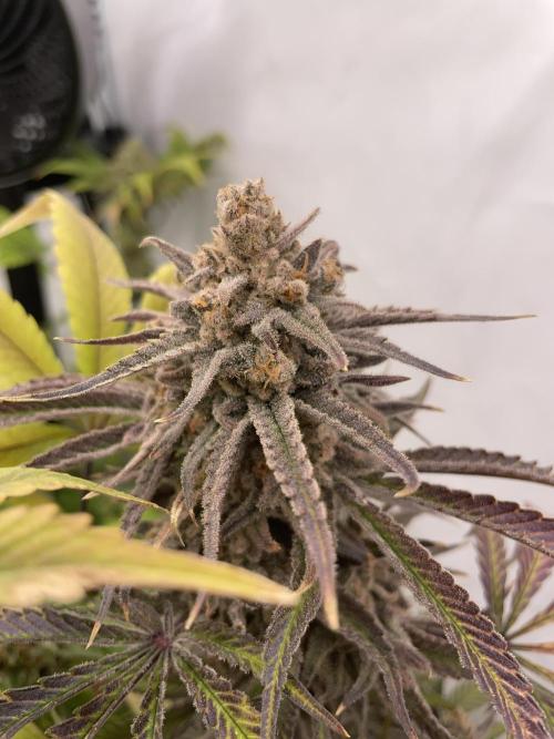 Cap Junky. Week 19 - CJ #1