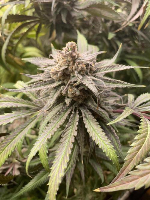 Cap Junky. Week 19