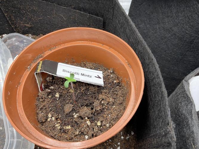 First indoor after 20 years under SUN. Week 0 - First one 