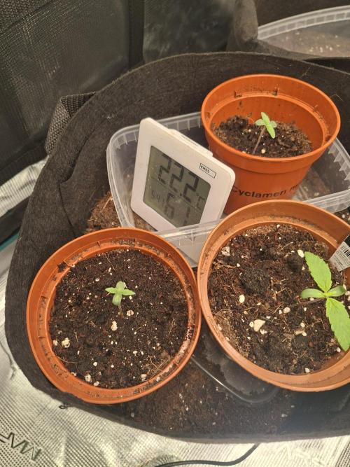 Barney biscotti. Week 1 - My little girls