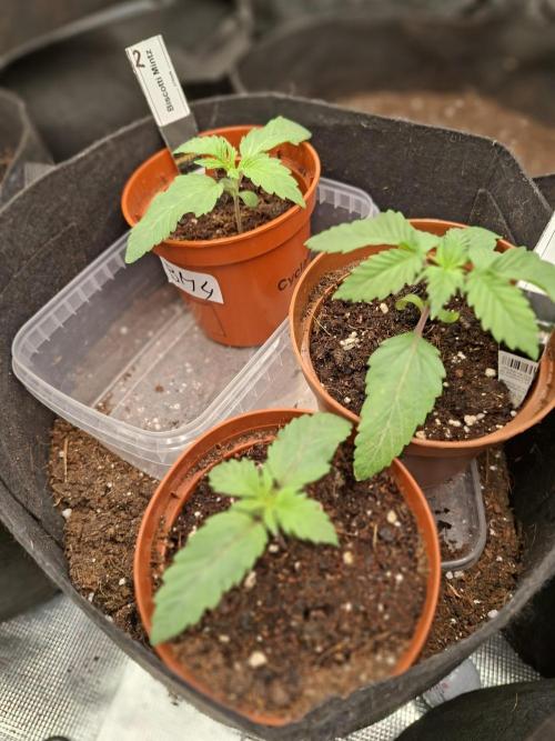 Barney biscotti. Week 2