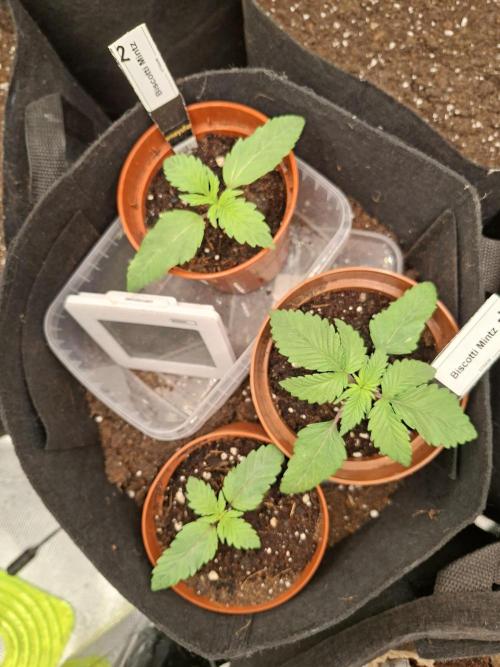 Barney biscotti. Week 2