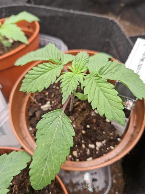 Barney biscotti. Week 2