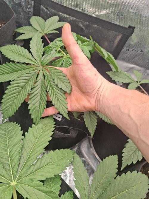 Barney biscotti. Week 4