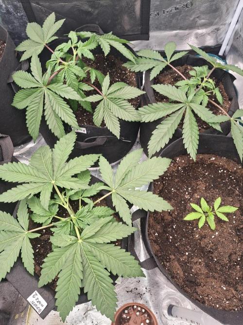 Barney biscotti. Week 4 - Apple fritter for next grow ..Apple go out for 2 months when BM start flowering