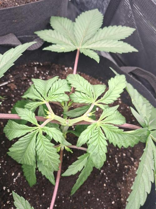 Barney biscotti. Week 4