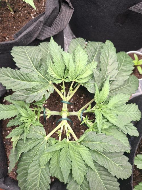 Barney biscotti. Week 5