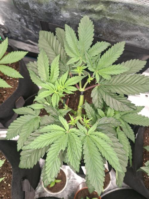 Barney biscotti. Week 5
