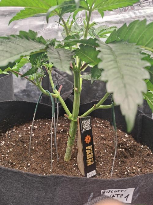 Barney biscotti. Week 5