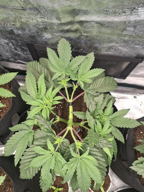 Barney biscotti. Week 5