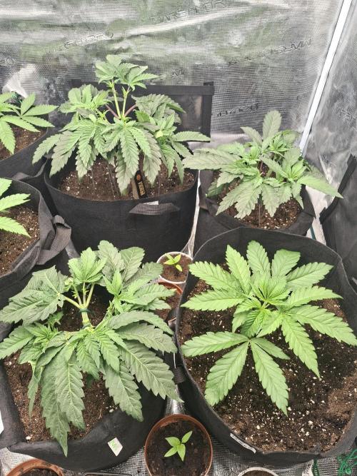 Barney biscotti. Week 5 - Bottom left apple friter ...