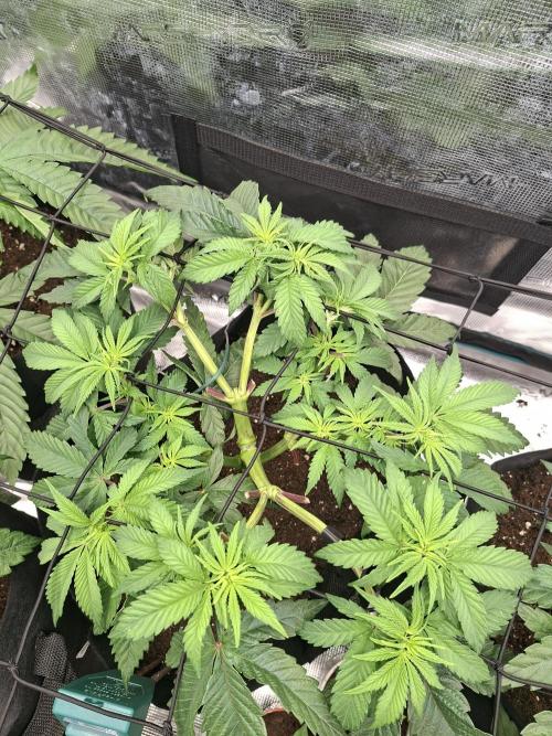 Barney biscotti. Week 6 - BM.1