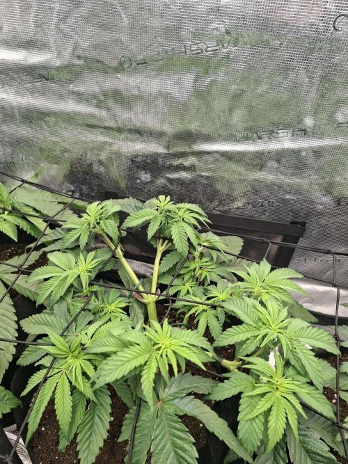 Barney biscotti. Week 6 - 1