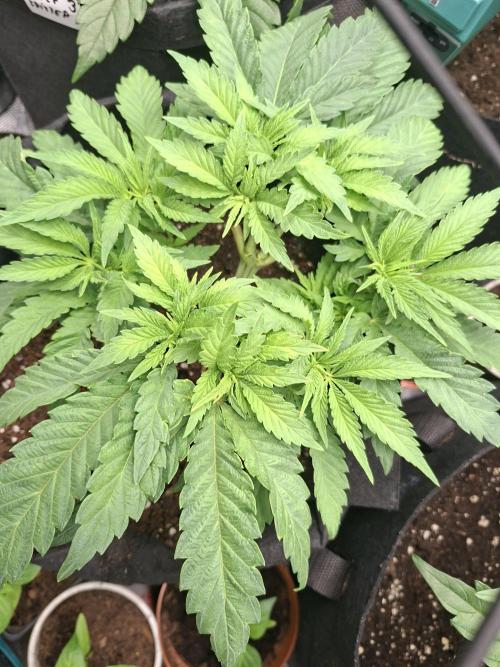 Barney biscotti. Week 6 - BM.3