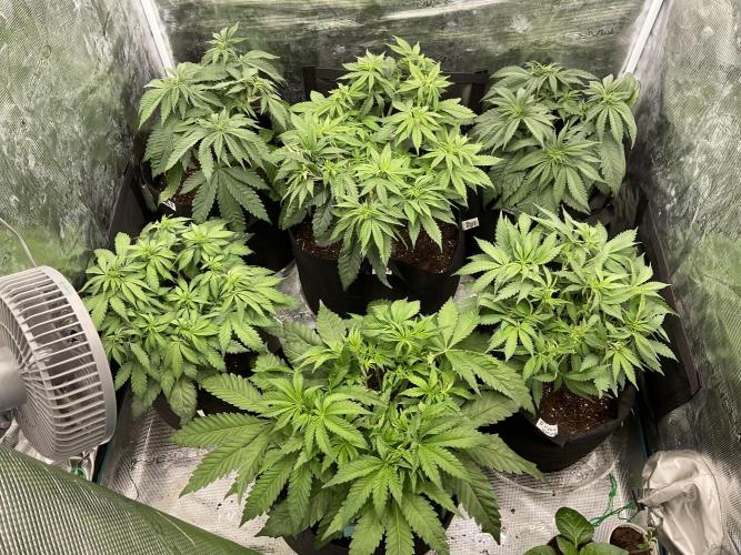 Barney biscotti. Week 8