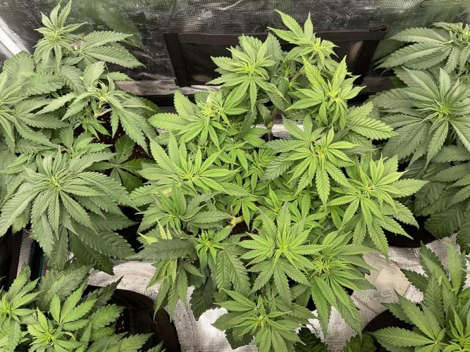 Barney biscotti. Week 8