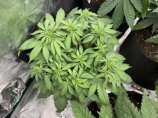 Barney biscotti. Week 8