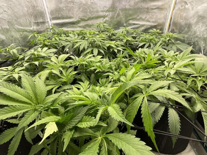 Barney biscotti. Week 9