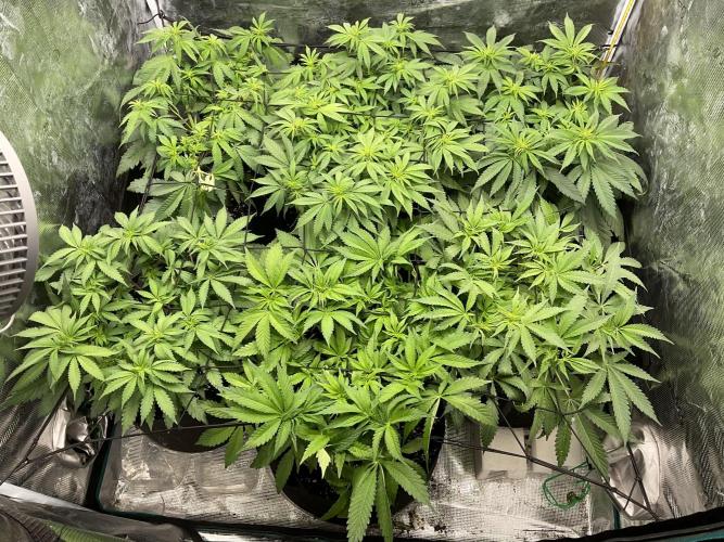 Barney biscotti. Week 9