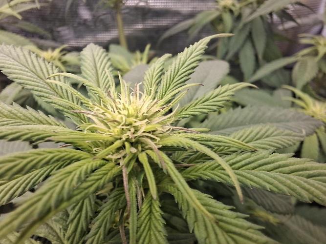 Barney biscotti. Week 10