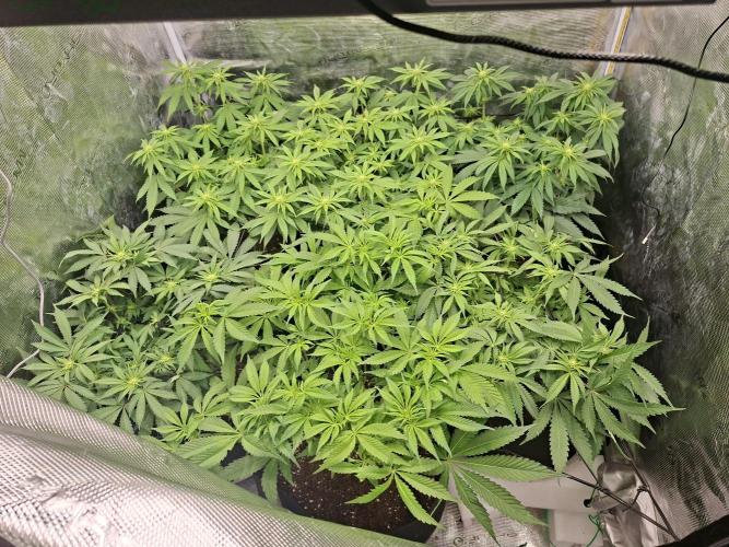 Barney biscotti. Week 10