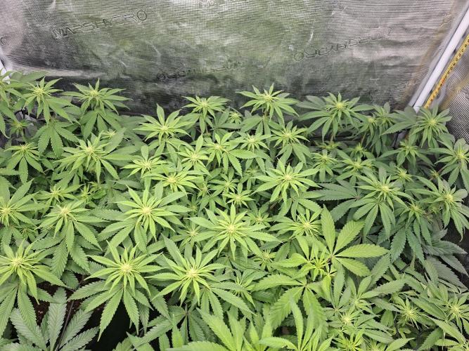Barney biscotti. Week 10