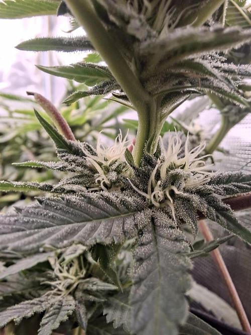Barney biscotti. Week 11
