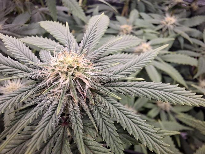 Barney biscotti. Week 11
