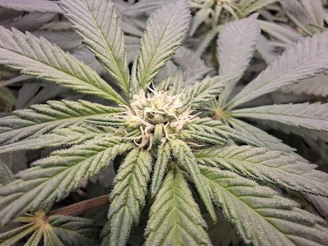 Barney biscotti. Week 11