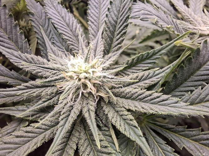 Barney biscotti. Week 11