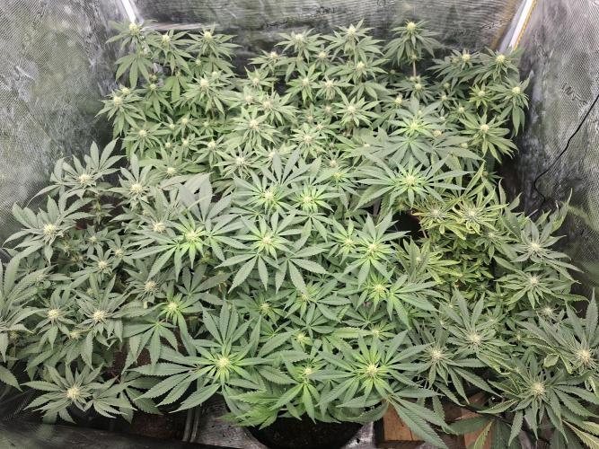 Barney biscotti. Week 11