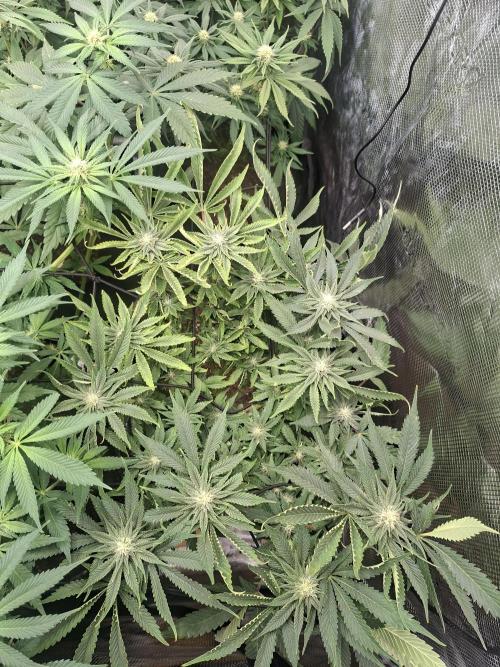 Barney biscotti. Week 11