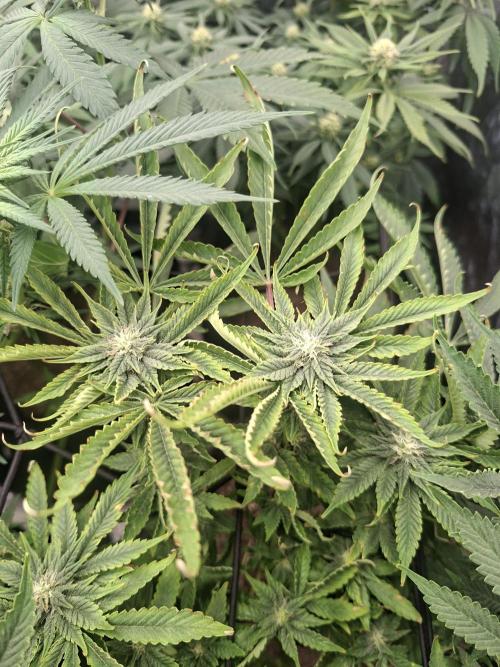 Barney biscotti. Week 11