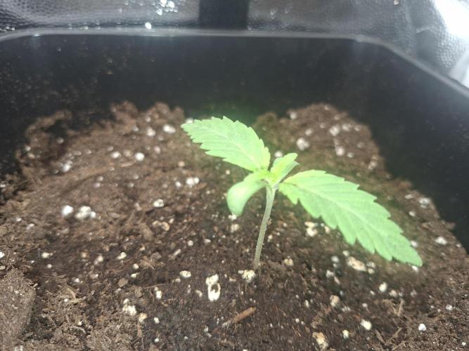 Mimosa and buff. Week 1