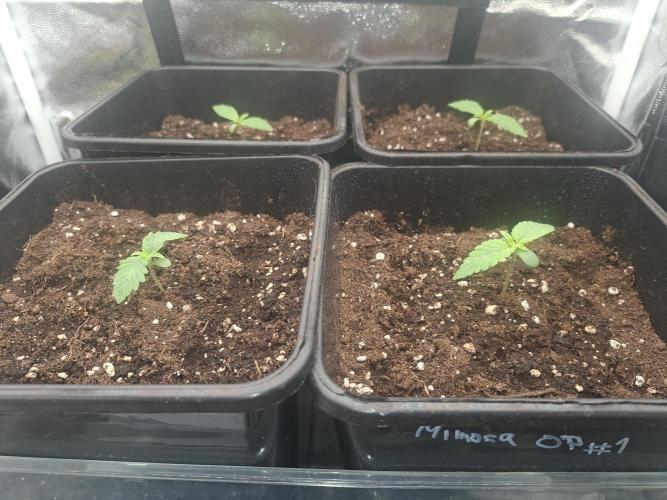 Mimosa and buff. Week 1