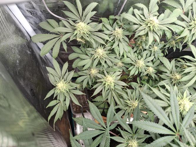 Barney biscotti. Week 12