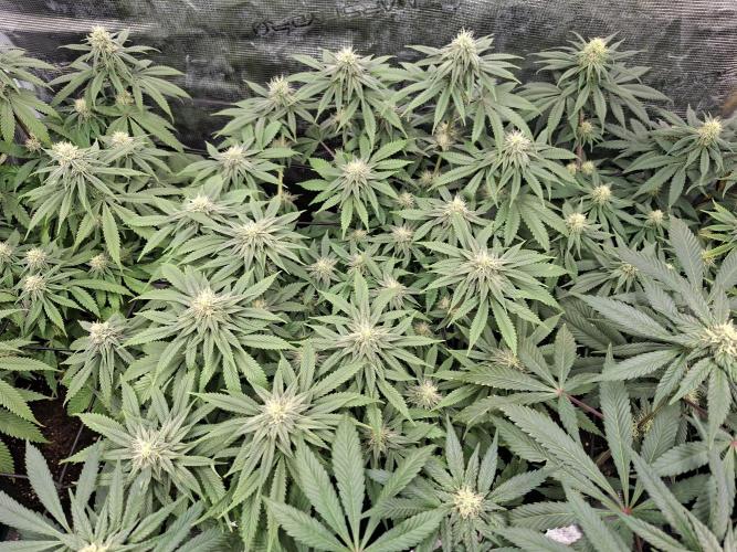 Barney biscotti. Week 12