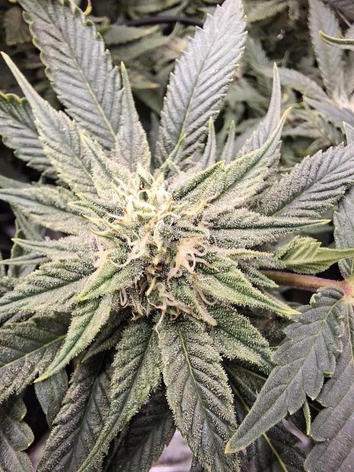 Barney biscotti. Week 12